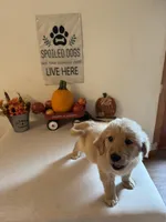 Blue Collar Boy, a male Golden Retriever for sale in Greenville, IL – 5 of 10