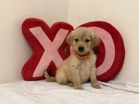 Orange girl, a female Golden Retriever for sale in Greenville, IL – Photo 1 of 9