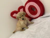 Orange girl, a female Golden Retriever for sale in Greenville, IL – Photo 3 of 9