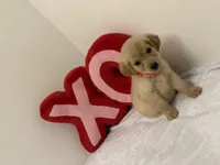 Orange girl, a female Golden Retriever for sale in Greenville, IL – Photo 4 of 9