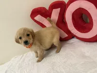 Orange girl, a female Golden Retriever for sale in Greenville, IL – Photo 7 of 9