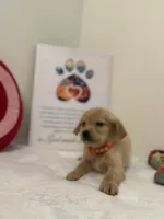 Orange girl, a female Golden Retriever for sale in Greenville, IL – Photo 9 of 9