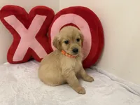 Orange girl, a female Golden Retriever for sale in Greenville, IL – Photo 8 of 9