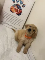 Orange girl, a female Golden Retriever for sale in Greenville, IL – Photo 5 of 9