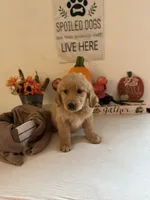 Purple Boy, a male Golden Retriever for sale in Greenville, IL – 5 of 10