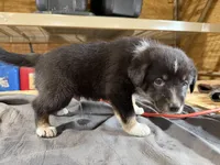 Shadow Male Australian Shepherd Mix Puppy – Cute & Calm Personality, a male Australian Shepherd for sale in Fort Wayne, IN – Photo 5 of 7