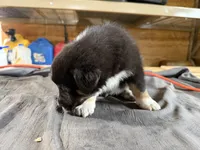 Shadow Male Australian Shepherd Mix Puppy – Cute & Calm Personality, a male Australian Shepherd for sale in Fort Wayne, IN – Photo 7 of 7