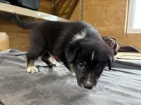 Shadow Male Australian Shepherd Mix Puppy – Cute & Calm Personality, a male Australian Shepherd for sale in Fort Wayne, IN – Photo 6 of 7