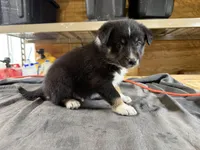 Shadow Male Australian Shepherd Mix Puppy – Cute & Calm Personality, a male Australian Shepherd for sale in Fort Wayne, IN – Photo 4 of 7