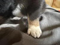 Shadow Male Australian Shepherd Mix Puppy – Cute & Calm Personality, a male Australian Shepherd for sale in Fort Wayne, IN – Photo 2 of 7