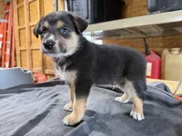 Cash Male Australian Shepherd Mix Puppy – Tan & Black Markings, a male Australian Shepherd for sale in Fort Wayne, IN – Photo 5 of 6