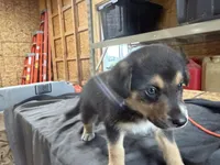 Cash Male Australian Shepherd Mix Puppy – Tan & Black Markings, a male Australian Shepherd for sale in Fort Wayne, IN – Photo 6 of 6