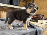 Cash Male Australian Shepherd Mix Puppy – Tan & Black Markings, a male Australian Shepherd for sale in Fort Wayne, IN – Photo 4 of 6
