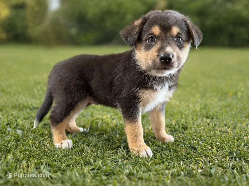 Cash Male Australian Shepherd Mix Puppy – Tan & Black Markings – Australian Shepherd puppy for sale in Fort Wayne, IN