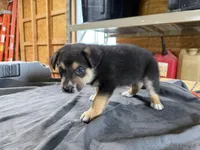 Cash Male Australian Shepherd Mix Puppy – Tan & Black Markings, a male Australian Shepherd for sale in Fort Wayne, IN – Photo 2 of 6
