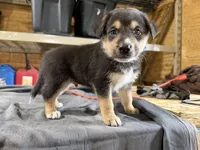 Cash Male Australian Shepherd Mix Puppy – Tan & Black Markings, a male Australian Shepherd for sale in Fort Wayne, IN – Photo 3 of 6