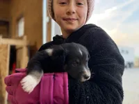 Blackxie Australian Shepherd Mix Puppy, a male Australian Shepherd for sale in Fort Wayne, IN – Photo 3 of 5