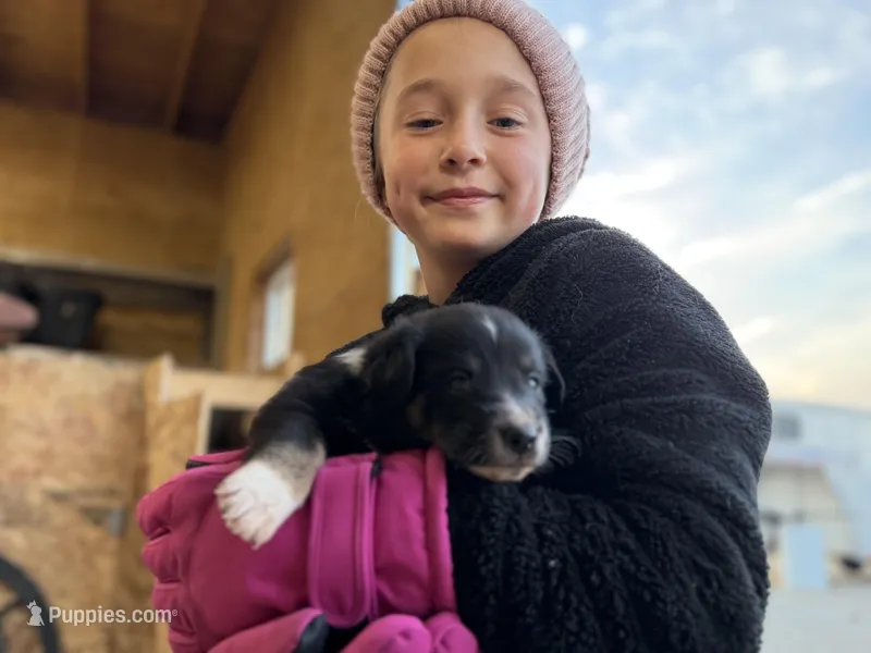 Blackxie Australian Shepherd Mix Puppy – Australian Shepherd puppy for sale in Fort Wayne, IN