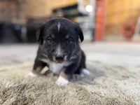 Blackxie Australian Shepherd Mix Puppy, a male Australian Shepherd for sale in Fort Wayne, IN – Photo 2 of 5