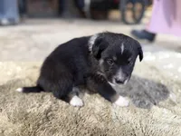 Blackxie Australian Shepherd Mix Puppy, a male Australian Shepherd for sale in Fort Wayne, IN – Photo 4 of 5
