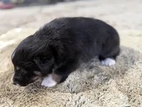 Blackxie Australian Shepherd Mix Puppy, a male Australian Shepherd for sale in Fort Wayne, IN – Photo 5 of 5