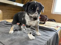 Sadie Female Australian Shepherd Mix Puppy – Blue Merle Coloring, a female Australian Shepherd for sale in Fort Wayne, IN – Photo 4 of 6