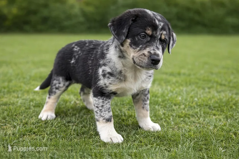 Sadie Female Australian Shepherd Mix Puppy – Blue Merle Coloring – Australian Shepherd puppy for sale in Fort Wayne, IN