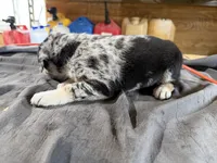 Sadie Female Australian Shepherd Mix Puppy – Blue Merle Coloring, a female Australian Shepherd for sale in Fort Wayne, IN – Photo 5 of 6