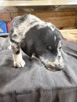 Sadie Female Australian Shepherd Mix Puppy – Blue Merle Coloring, a female Australian Shepherd for sale in Fort Wayne, IN – Photo 2 of 6