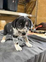 Sadie Female Australian Shepherd Mix Puppy – Blue Merle Coloring, a female Australian Shepherd for sale in Fort Wayne, IN – Photo 3 of 6