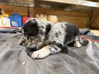 Sadie Female Australian Shepherd Mix Puppy – Blue Merle Coloring, a female Australian Shepherd for sale in Fort Wayne, IN – Photo 6 of 6