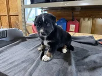 Willow Female Australian Shepherd Mix Puppy – Blue Eyes –, a female Australian Shepherd for sale in Fort Wayne, IN – Photo 5 of 5