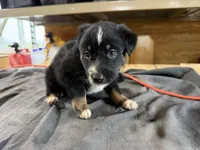 Willow Female Australian Shepherd Mix Puppy – Blue Eyes –, a female Australian Shepherd for sale in Fort Wayne, IN – Photo 2 of 5
