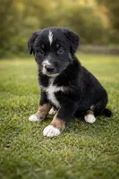 Willow Female Australian Shepherd Mix Puppy – Blue Eyes –, a female Australian Shepherd for sale in Fort Wayne, IN – Photo 1 of 5
