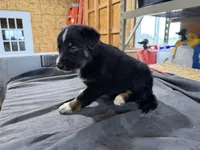 Willow Female Australian Shepherd Mix Puppy – Blue Eyes –, a female Australian Shepherd for sale in Fort Wayne, IN – Photo 3 of 5