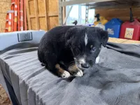 Willow Female Australian Shepherd Mix Puppy – Blue Eyes –, a female Australian Shepherd for sale in Fort Wayne, IN – Photo 4 of 5