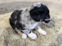 Broxie Blue Merle Australian Shepherd Mix Puppy, a male Australian Shepherd for sale in Fort Wayne, IN – Photo 4 of 4