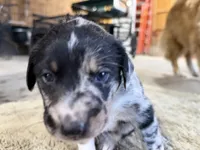 Broxie Blue Merle Australian Shepherd Mix Puppy, a male Australian Shepherd for sale in Fort Wayne, IN – Photo 2 of 4