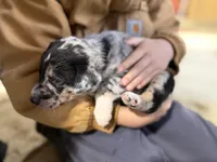 Broxie Blue Merle Australian Shepherd Mix Puppy, a male Australian Shepherd for sale in Fort Wayne, IN – Photo 1 of 4