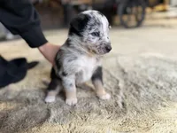 Trixie Blue Merle Australian Shepherd Mix, a male Australian Shepherd for sale in Fort Wayne, IN – Photo 2 of 4