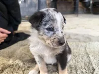 Trixie Blue Merle Australian Shepherd Mix, a male Australian Shepherd for sale in Fort Wayne, IN – Photo 3 of 4