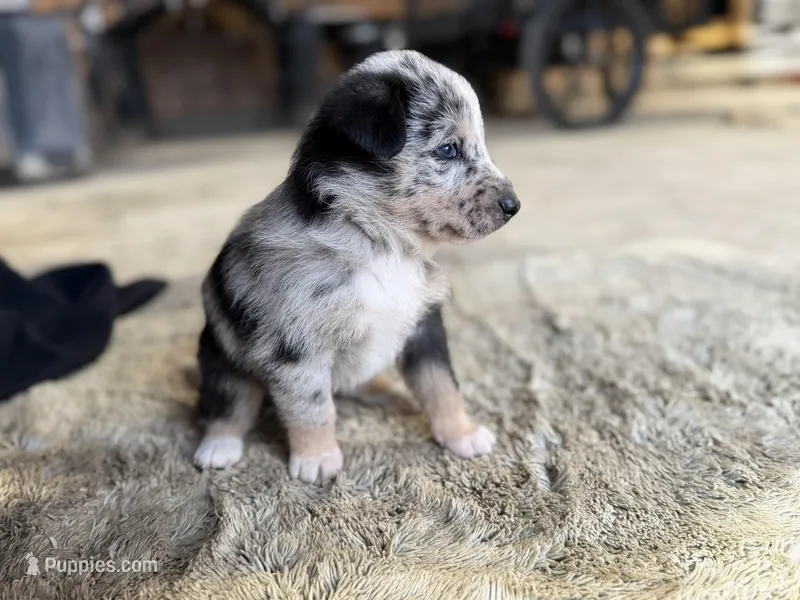 Trixie Blue Merle Australian Shepherd Mix – Australian Shepherd puppy for sale in Fort Wayne, IN