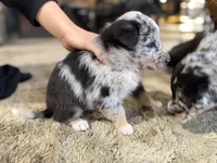 Trixie Blue Merle Australian Shepherd Mix, a male Australian Shepherd for sale in Fort Wayne, IN – Photo 4 of 4