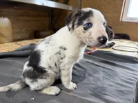 Daisy Female Australian Shepherd Mix Puppy – Unique Speckled Coat, a female Australian Shepherd for sale in Fort Wayne, IN – Photo 5 of 5