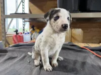 Daisy Female Australian Shepherd Mix Puppy – Unique Speckled Coat, a female Australian Shepherd for sale in Fort Wayne, IN – Photo 2 of 5