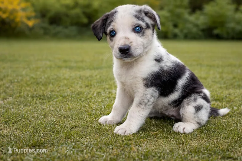 Daisy Female Australian Shepherd Mix Puppy – Unique Speckled Coat – Australian Shepherd puppy for sale in Fort Wayne, IN