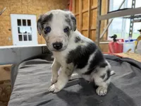 Daisy Female Australian Shepherd Mix Puppy – Unique Speckled Coat, a female Australian Shepherd for sale in Fort Wayne, IN – Photo 3 of 5