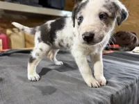 Daisy Female Australian Shepherd Mix Puppy – Unique Speckled Coat, a female Australian Shepherd for sale in Fort Wayne, IN – Photo 4 of 5