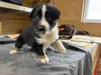 Ranger Male Australian Shepherd Mix Puppy – Black & White, a male Australian Shepherd for sale in Fort Wayne, IN – Photo 5 of 6