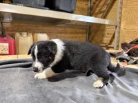 Ranger Male Australian Shepherd Mix Puppy – Black & White, a male Australian Shepherd for sale in Fort Wayne, IN – Photo 4 of 6